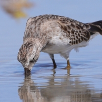 Biegus karłowaty - Calidris minutilla - Least Sandpiper