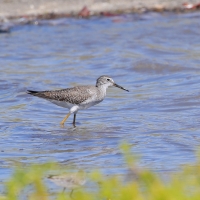 Brodziec żółtonogi - Tringa flavipes - Lesser Yellowlegs
