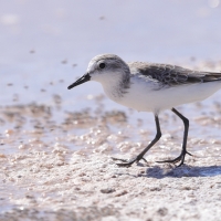 Biegus tundrowy - Calidris pusilla - Semipalmated Sandpiper