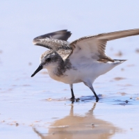 Biegus tundrowy - Calidris pusilla - Semipalmated Sandpiper