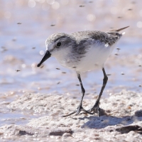 Biegus tundrowy - Calidris pusilla - Semipalmated Sandpiper