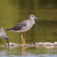 Brodziec piegowaty - Tringa melanoleuca - Greater Yellowlegs