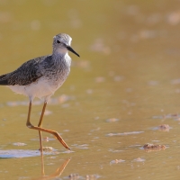 Brodziec żółtonogi - Tringa flavipes - Lesser Yellowlegs