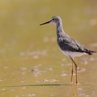 Brodziec żółtonogi - Tringa flavipes - Lesser Yellowlegs