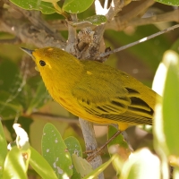 Lasówka zbroczona - Setophaga aestiva - American Yellow Warbler