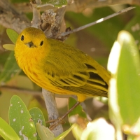 Lasówka zbroczona - Setophaga aestiva - American Yellow Warbler