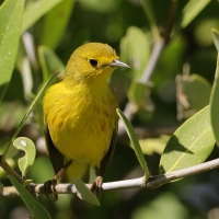Lasówka zbroczona - Setophaga aestiva - American Yellow Warbler