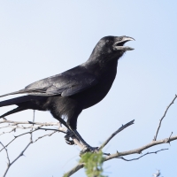 Wrona haitańska - Corvus palmarum - Hispaniolan Palm-Crow