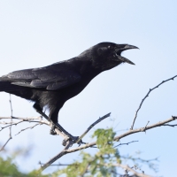 Wrona haitańska - Corvus palmarum - Hispaniolan Palm-Crow