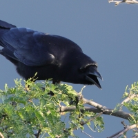 Wrona haitańska - Corvus palmarum - Hispaniolan Palm-Crow