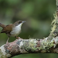 Hispaniol oliwkowy - Calyptophilus frugivorus - Eastern Chat-Tanager