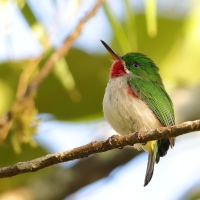 Płaskodziobek cienkodzioby - Todus angustirostris  - Narrow-billed Tody