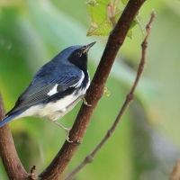 Lasówka granatowa - Setophaga caerulescens - Black-throated Blue Warbler