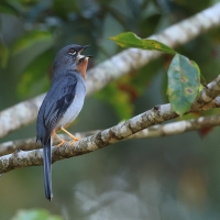 Klarnetnik rdzawogardły - Myadestes genibarbis - Myadestes genibarbis