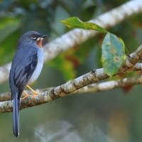 Klarnetnik rdzawogardły - Myadestes genibarbis - Myadestes genibarbis