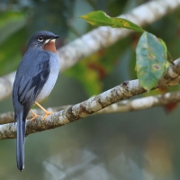 Klarnetnik rdzawogardły - Myadestes genibarbis - Myadestes genibarbis