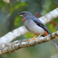Klarnetnik rdzawogardły - Myadestes genibarbis - Myadestes genibarbis