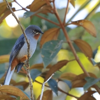 Klarnetnik rdzawogardły - Myadestes genibarbis - Myadestes genibarbis