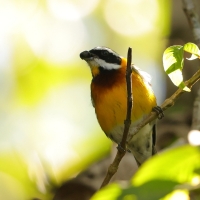 Antyla dominikańska - Spindalis dominicensis - Hispaniolan Spindalis