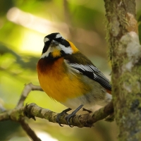 Antyla dominikańska - Spindalis dominicensis - Hispaniolan Spindalis