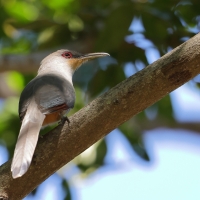 Jaszczurkojad szary - Coccyzus longirostris - Hispaniolan Lizard-Cuckoo