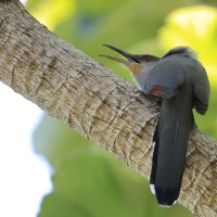 Jaszczurkojad szary - Coccyzus longirostris - Hispaniolan Lizard-Cuckoo