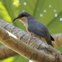 Kukawik namorzynowy - Coccyzus minor - Mangrove Cuckoo