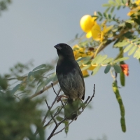 Kubanik ciemnolicy - Melanospiza bicolor - Black-faced Grassquit
