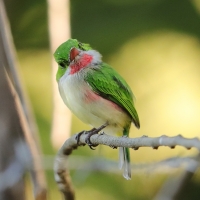 Płaskodziobek duży - Todus subulatus - Broad-billed Tody