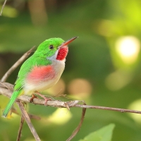 Płaskodziobek duży - Todus subulatus - Broad-billed Tody