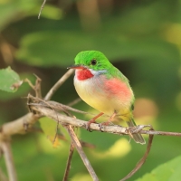 Płaskodziobek duży - Todus subulatus - Broad-billed Tody