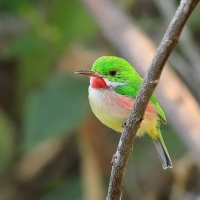 Płaskodziobek duży - Todus subulatus - Broad-billed Tody