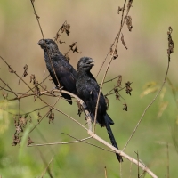 Kleszczojad gładkodzioby - Crotophaga ani - Smooth-billed Ani