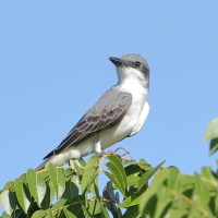 Tyran szary - Tyrannus dominicensis - Grey Kingbird