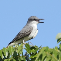 Tyran szary - Tyrannus dominicensis - Grey Kingbird