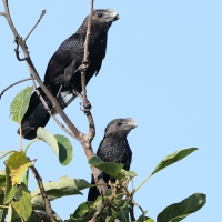 Kleszczojad gładkodzioby - Crotophaga ani - Smooth-billed Ani