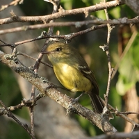 Wireonek płaskodzioby - Vireo nanus - Flat-billed Vireo