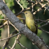 Wireonek płaskodzioby - Vireo nanus - Flat-billed Vireo