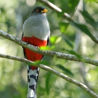 Pilik żółtodzioby - Priotelus roseigaster - Hispaniolan Trogon