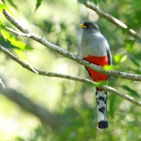 Pilik żółtodzioby - Priotelus roseigaster - Hispaniolan Trogon