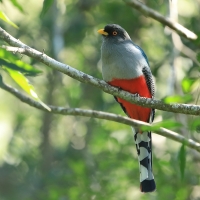 Pilik żółtodzioby - Priotelus roseigaster - Hispaniolan Trogon