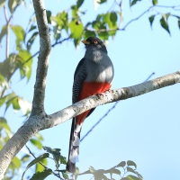 Pilik żółtodzioby - Priotelus roseigaster - Hispaniolan Trogon