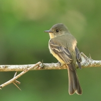 Piwik hispaniolski - Contopus hispaniolensis - Hispaniolan Pewee