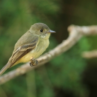 Piwik hispaniolski - Contopus hispaniolensis - Hispaniolan Pewee