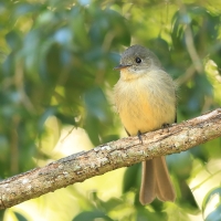 Piwik hispaniolski - Contopus hispaniolensis - Hispaniolan Pewee