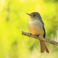 Piwik hispaniolski - Contopus hispaniolensis - Hispaniolan Pewee