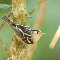 Pstroszka - Mniotilta varia - Black-and-white Warbler
