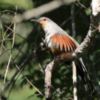 Jaszczurkojad szary - Coccyzus longirostris - Hispaniolan Lizard-Cuckoo