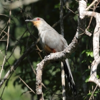 Jaszczurkojad szary - Coccyzus longirostris - Hispaniolan Lizard-Cuckoo