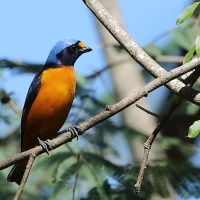 Organka śpiewna - Euphonia musica - Antillean Euphonia